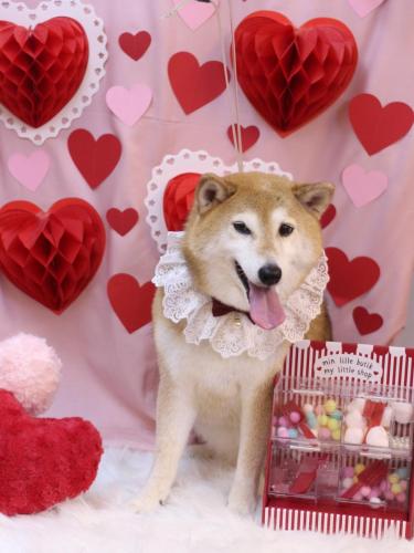 20240211こはるちゃん